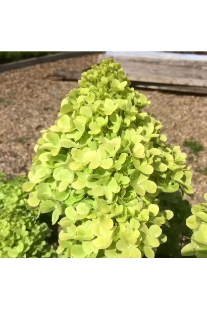 Гортензія карликова Мохіто квіти